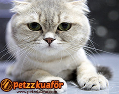 Kedi Tırnak Kesimi Kedi tırnak kesimi